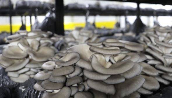 Etten 25 kat daha fazla protein var. Lezzetiyle etin önüne geçiyor. Et yiyemeyen emekliler sevinmesin bu da çok pahalı - Resim: 7